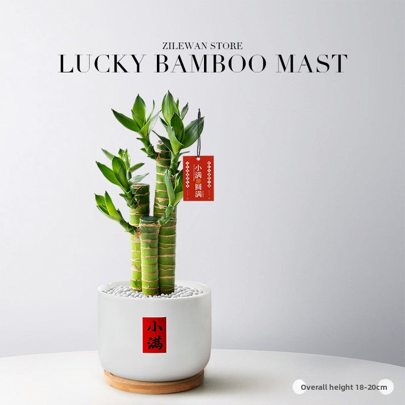 Lucky Bamboo Potted Plant for Indoor Decoration