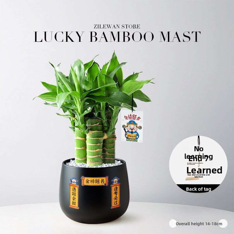 Lucky Bamboo Potted Plant for Indoor Decoration