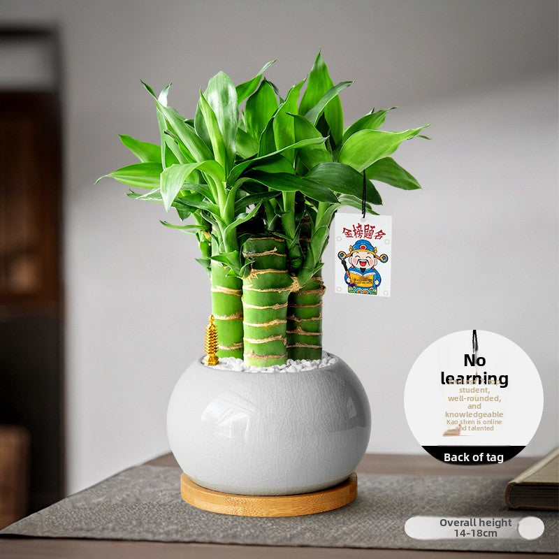 Lucky Bamboo Potted Plant for Indoor Decoration