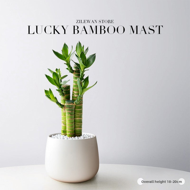 Lucky Bamboo Potted Plant for Indoor Decoration