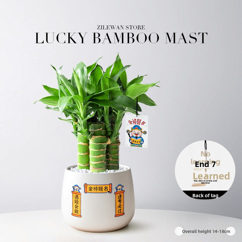 Lucky Bamboo Potted Plant for Indoor Decoration