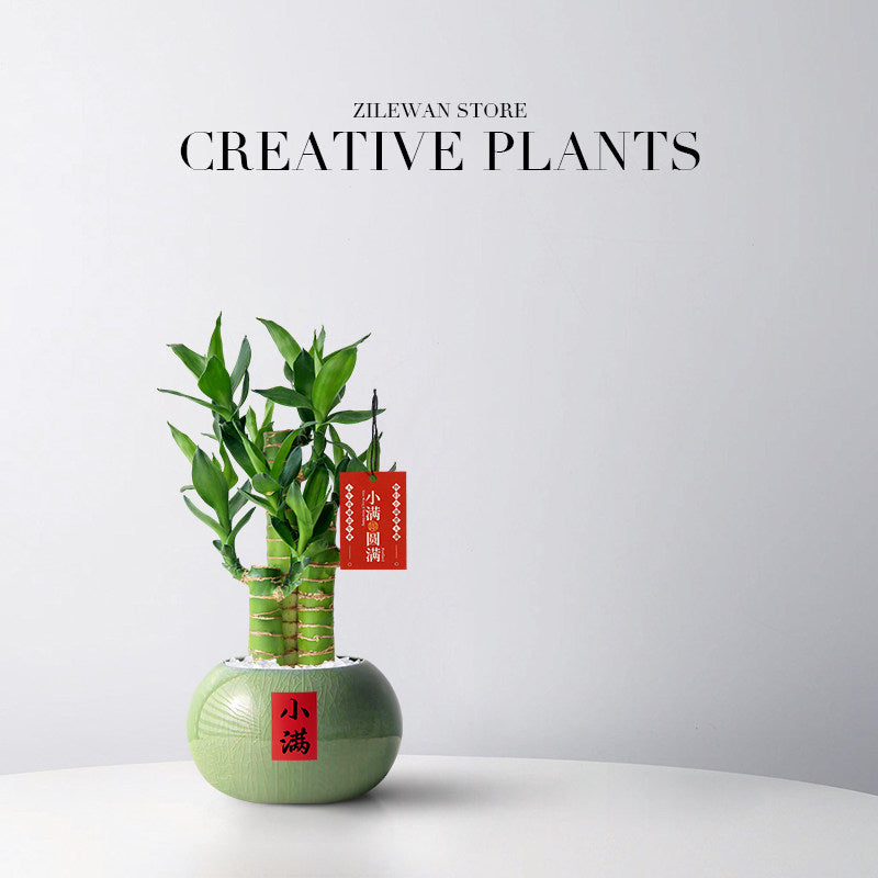 Lucky Bamboo Potted Plant for Indoor Decoration
