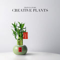 Lucky Bamboo Potted Plant for Indoor Decoration