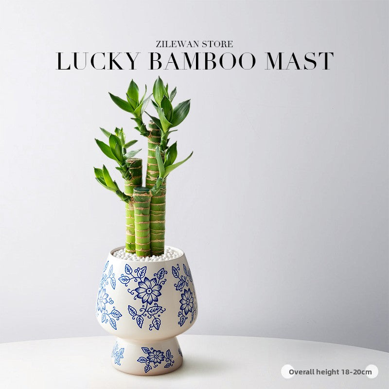 Lucky Bamboo Potted Plant for Indoor Decoration