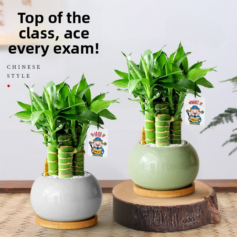 Lucky Bamboo Potted Plant for Indoor Decoration
