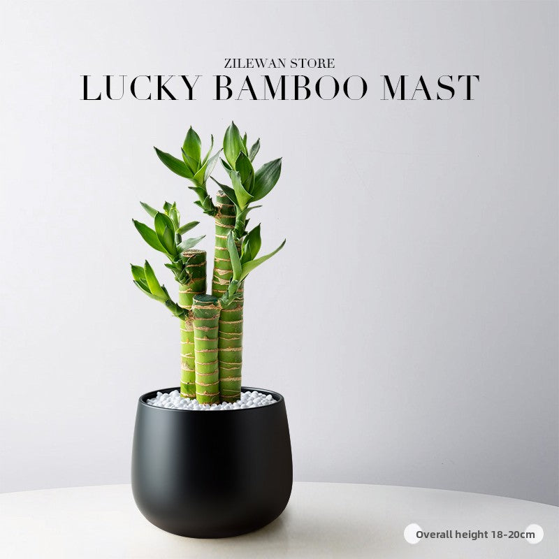 Lucky Bamboo Potted Plant for Indoor Decoration