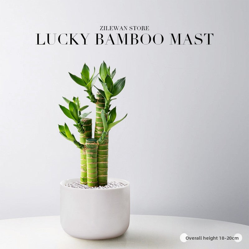 Lucky Bamboo Potted Plant for Indoor Decoration
