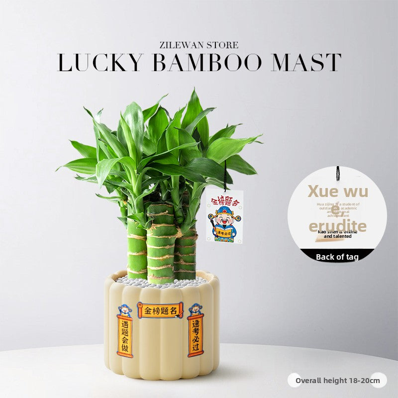 Lucky Bamboo Potted Plant for Indoor Decoration