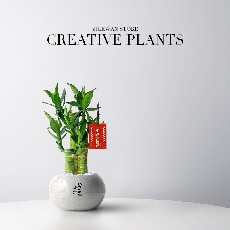 Lucky Bamboo Potted Plant for Indoor Decoration