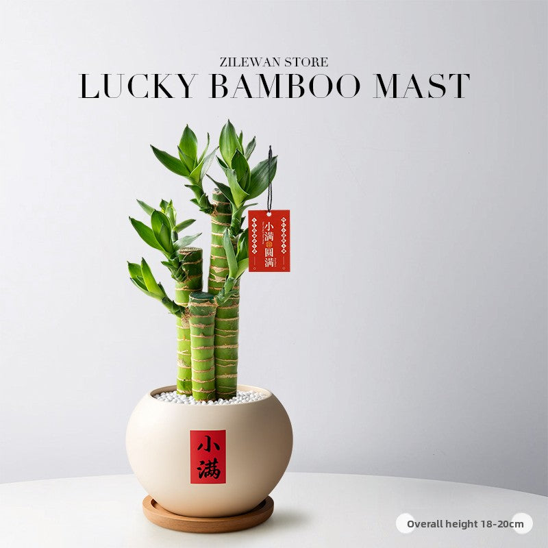 Lucky Bamboo Potted Plant for Indoor Decoration