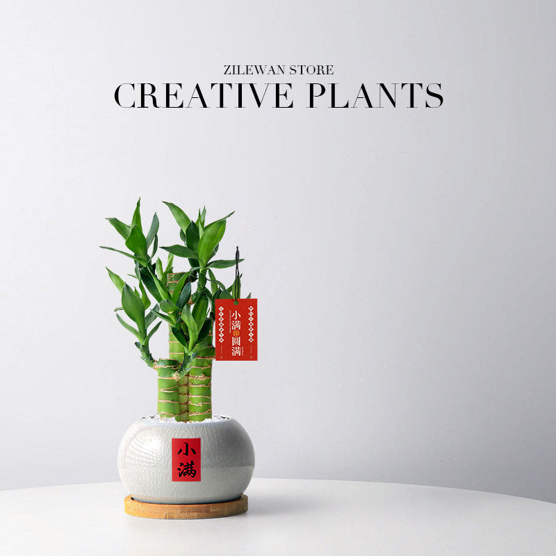 Lucky Bamboo Potted Plant for Indoor Decoration