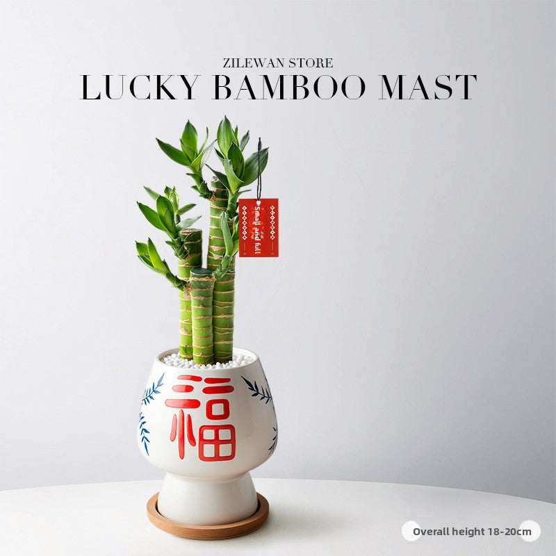 Lucky Bamboo Potted Plant for Indoor Decoration