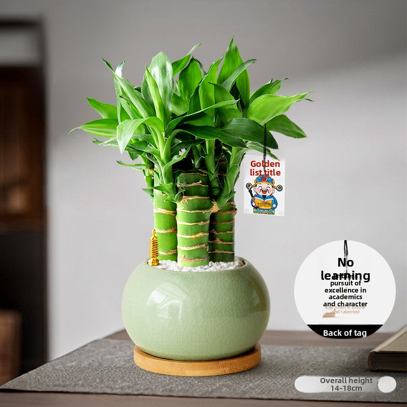Lucky Bamboo Potted Plant for Indoor Decoration
