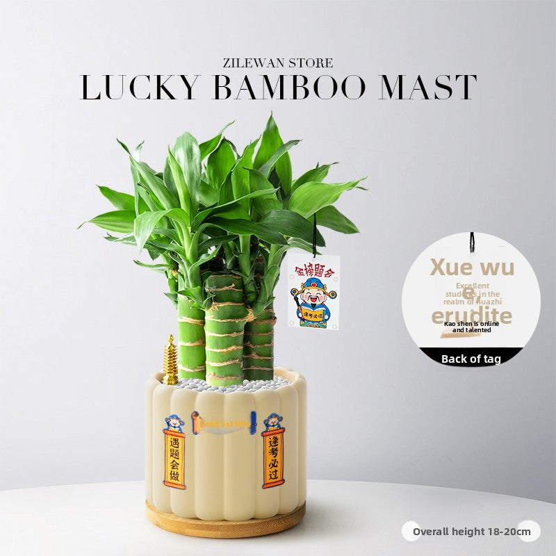 Lucky Bamboo Potted Plant for Indoor Decoration