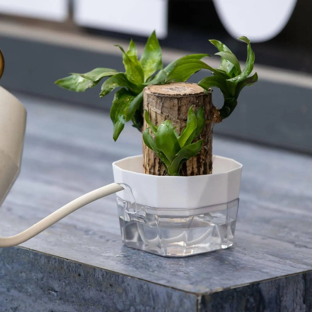 Hydroponic Vase Two Layer Self Watering Planter Clear PET Plant Pot Indoor Garden Supply for Decorative Use