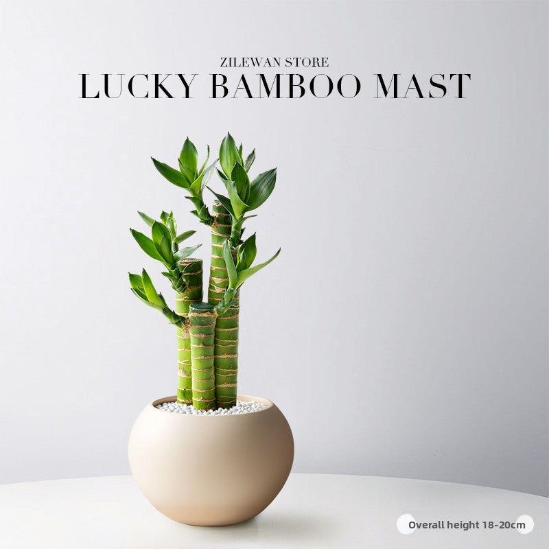 Lucky Bamboo Potted Plant for Indoor Decoration