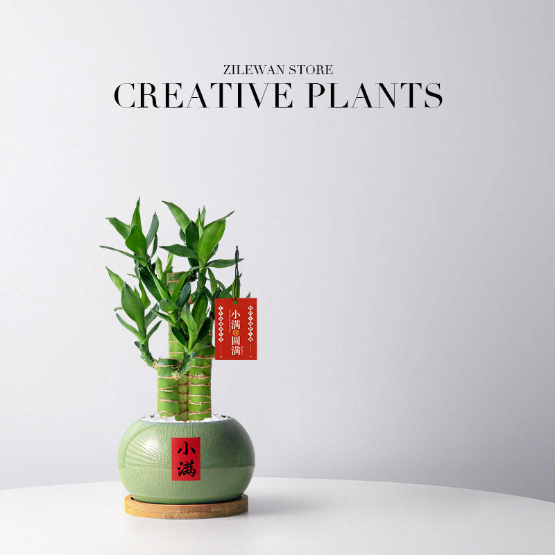 Lucky Bamboo Potted Plant for Indoor Decoration