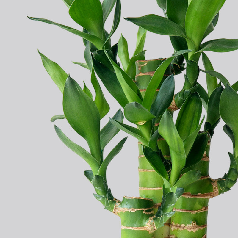 Lucky Bamboo Potted Plant for Indoor Decoration