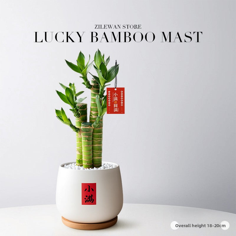 Lucky Bamboo Potted Plant for Indoor Decoration