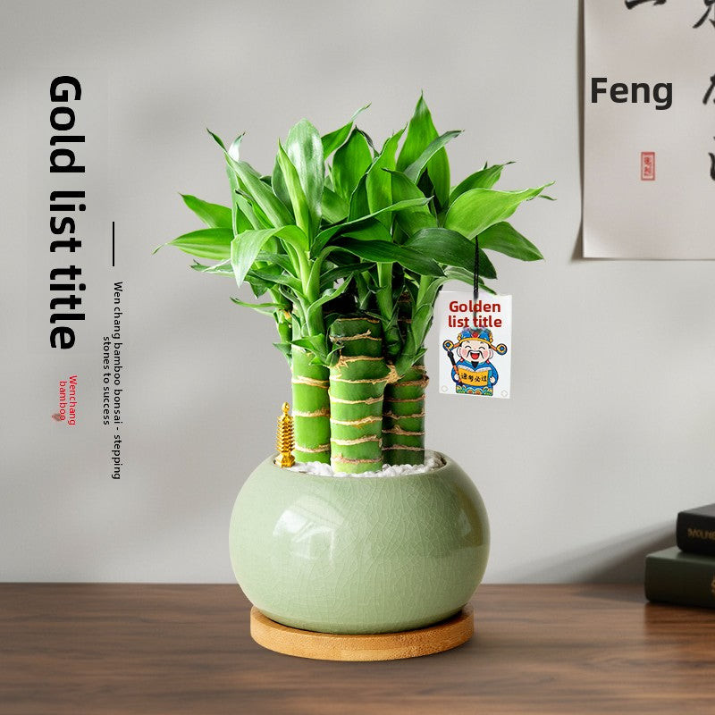 Lucky Bamboo Potted Plant for Indoor Decoration
