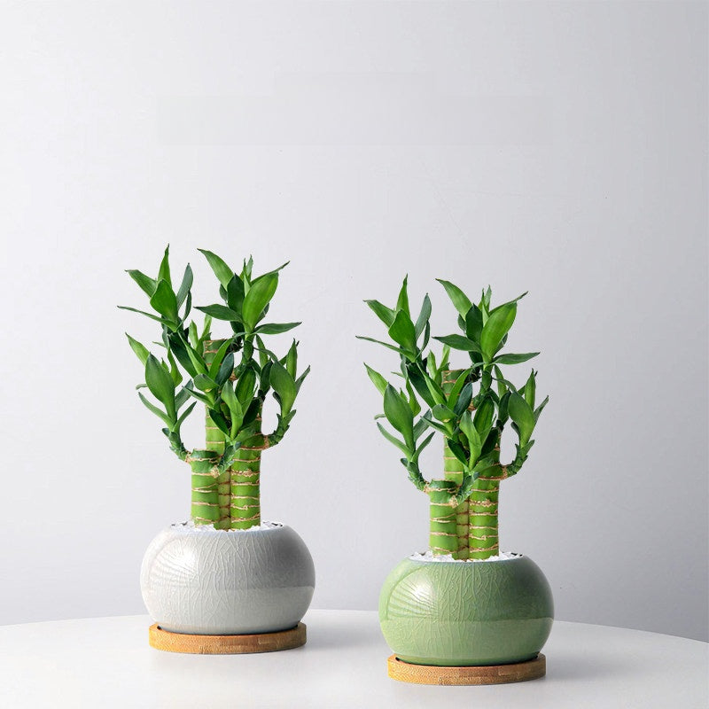 Lucky Bamboo Potted Plant for Indoor Decoration