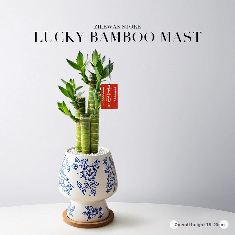 Lucky Bamboo Potted Plant for Indoor Decoration