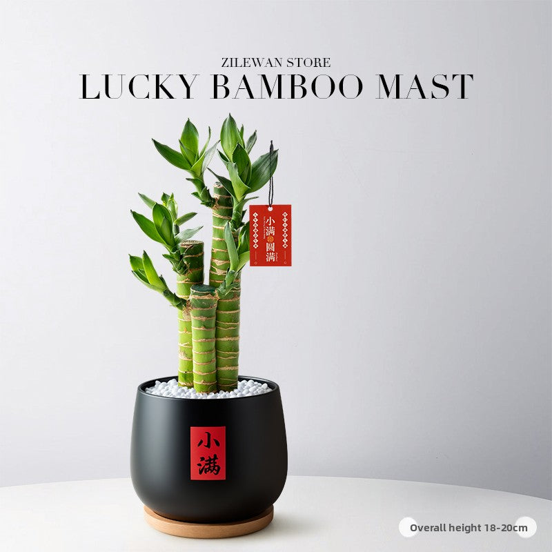 Lucky Bamboo Potted Plant for Indoor Decoration