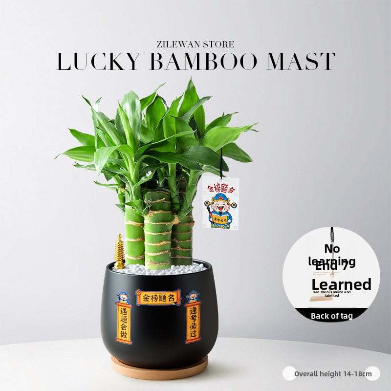 Lucky Bamboo Potted Plant for Indoor Decoration