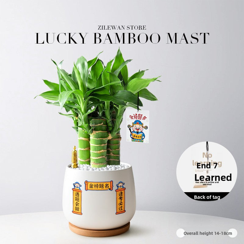 Lucky Bamboo Potted Plant for Indoor Decoration